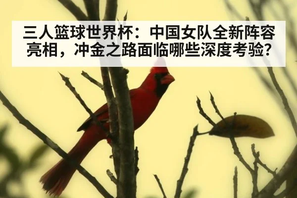 三人篮球世界杯:中国女队全新阵容亮相,冲金之路面临哪些深度考验?